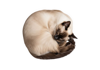 Siamese cat curled up sleeping isolated on transparent background