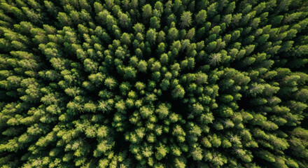Aerial view of green forest in summer. Clean Environment and Sustainable concept. Forest reduce carbon emissions and clean air. A clean and sustainable environment stops global warming