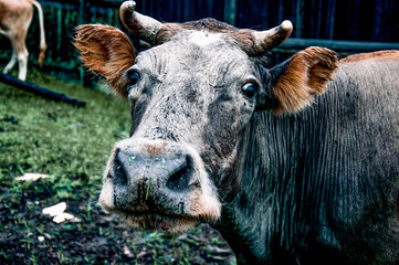 Domestic cow returning from pasture to cowshed, rustic autumn landscape on farm