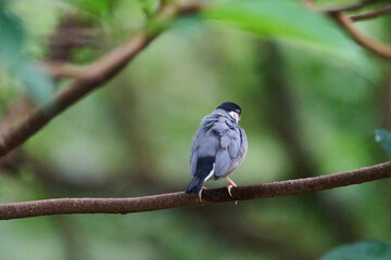 Java Sparrow (Lonchura oryzivora) perched on branch with green leaves against blurred foliage background in Hong Kong.