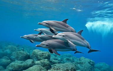 Fototapeta premium Pod of sleek gray dolphins swimming in clear blue green ocean water over rocky reef image