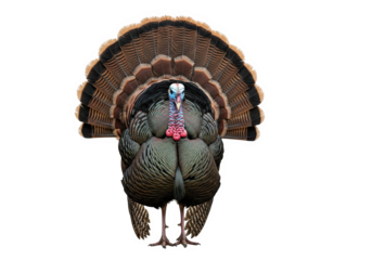 Male turkey displaying its fanned tail feathers and body, isolated on transparent background