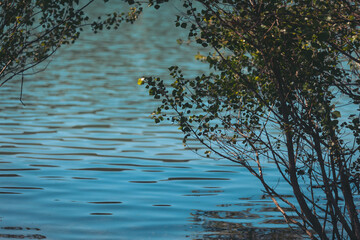 Calm water reflects sunlight with surrounding greenery in serene lakeside environment during midday hours