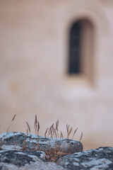Wild grass growing on a stone surface near a historic building in the early morning light, showcasing nature's resilience in an urban setting