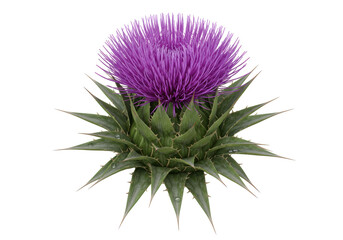 Isolated Vibrant Purple Thistle Flower with Spiky Green Leaves
