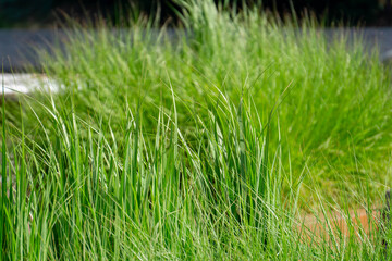 Dense ornamental grass in a green urban garden on a sunny day. The vibrant foliage creates a natural decorative element.