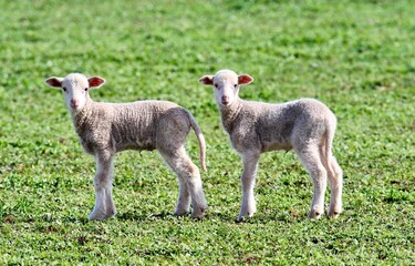 Twin merino lambs standing together in a green pasture paddock and looking