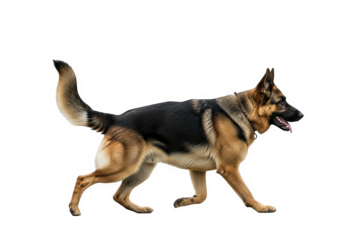 German shepherd dog walking sideways isolated on transparent background