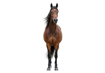 Obraz premium A majestic brown horse standing proudly, captured in a studio shot isolated on a clean transparent background, showcasing its powerful build and flowing mane