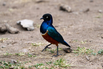 Superb Starling Walking on Ground