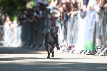 Dog agility competition.