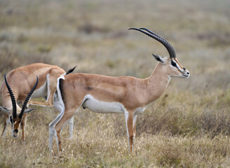 Thomson’s Gazelles Grazing on the African Plains
