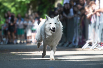 Obraz premium Dog agility competition.