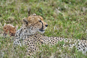 Cheetah Mother Resting with Sleeping Cub in the Grass