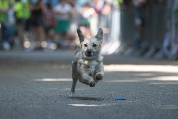 Dog agility competition.