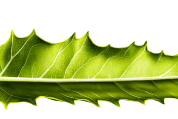 Close up view of a vibrant green leaf with a detailed texture