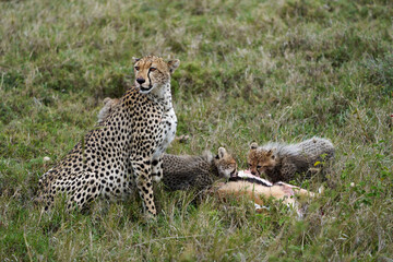 Cheetah Family Feeding Scene in Africa
