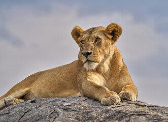 Lioness Resting on Rock in Serengeti at Dusk