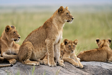 Young Lion Standing Guard Over the Pride in Serengeti