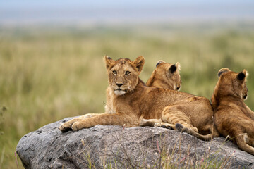 Serengeti Lion Cub Posing on Rock