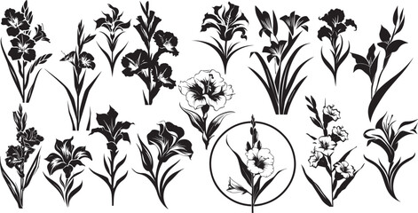 VECTOR gladiole set for logos  and decorations