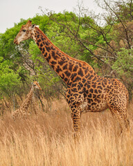 A giraffe standing tall in the african bush