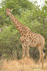 A giraffe standing tall in the african bush