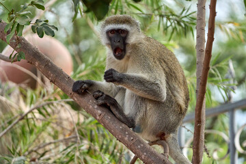 Expressive Vervet Monkey on Tree Branch in Tanzania