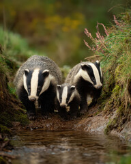 Badger Family Near Stream Soft Light