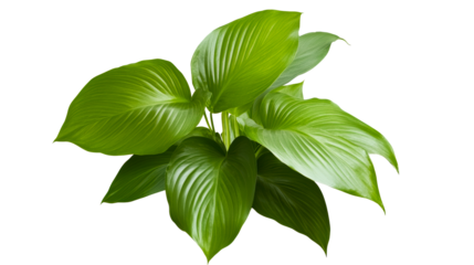 Lush green plant with broad leaves on a transparent background
