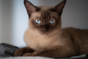Portrait of a Tonkinese breed 1,5 year old cat.