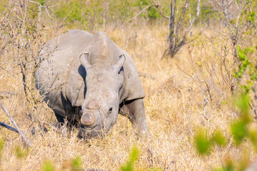 Fototapeta premium White rhino (Ceratotherium simum) on savanna grazing, Kruger National Park, South Africa.
