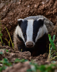 Obraz premium Badger Looking Insects Macro Photography Depth of Field