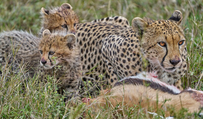 Cheetah Mother and Cubs Feeding in Serengeti National Park, Tanzania