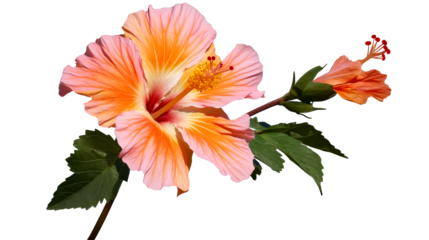 Vibrant hibiscus flower with orange and pink petals in bloom