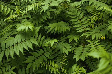 Dense green fern foliage covering ground in outdoor setting, overlapping leaves creating lush natural texture, no people or animals visible, suitable for backgrounds or nature concepts