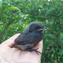 A bird in the hands learns the world
