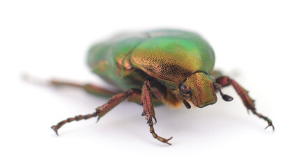 Green beetle isolated.