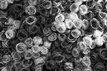 Close up of grayscale bunch of roses with black and white blooming rose bouquet. Flowers Background.