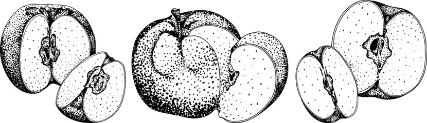 Engraving apples, perfect for educational or botanical or food designs. High quality illustration.	