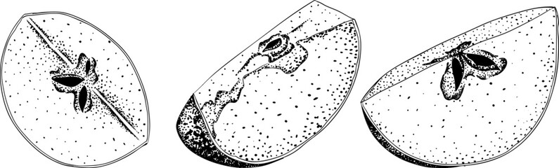 Engraving apples, perfect for educational or botanical or food designs. High quality illustration.	