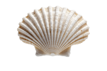 A white shell with a pattern of lines and ridges