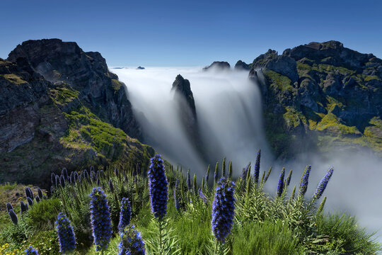 View of ethereal clouds cascade through jagged peaks, kissed by vibrant flora under a boundless sky, creating a dreamscape of nature's artistry, Funchal, Madeira, Portugal.
