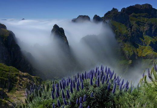 View of ethereal fog blankets the rugged, mountainous landscape, contrasting with the vibrant purple flowers in the foreground, Funchal, Madeira, Portugal.