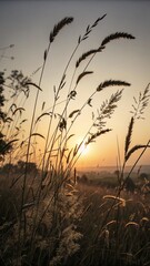 Fototapeta premium Tall grass silhouettes against a warm sunset sky