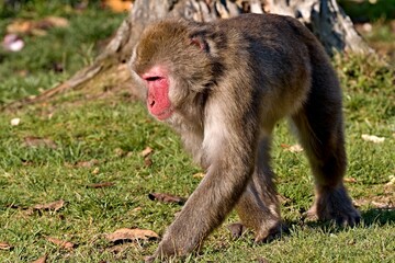 Japanese Macaque (Macaca fuscata) in Olomouc Zoo. Czech Republic. Europe.
