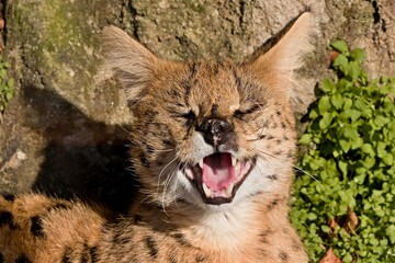 Serval (Leptailurus serval) in Olomouc Zoo. Czech Republic. Europe.