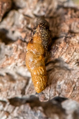 Excrement of a Short-Snouted Giant Gecko 