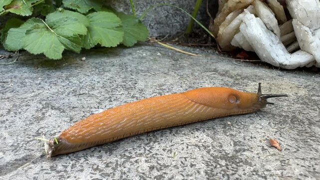 slug on a stone in the garden with plants 4k