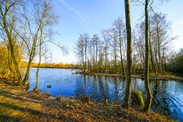 View of the forest lake near Saerbeck and the surrounding landscape. Nature in winter near the Saerbeck bathing lake.
